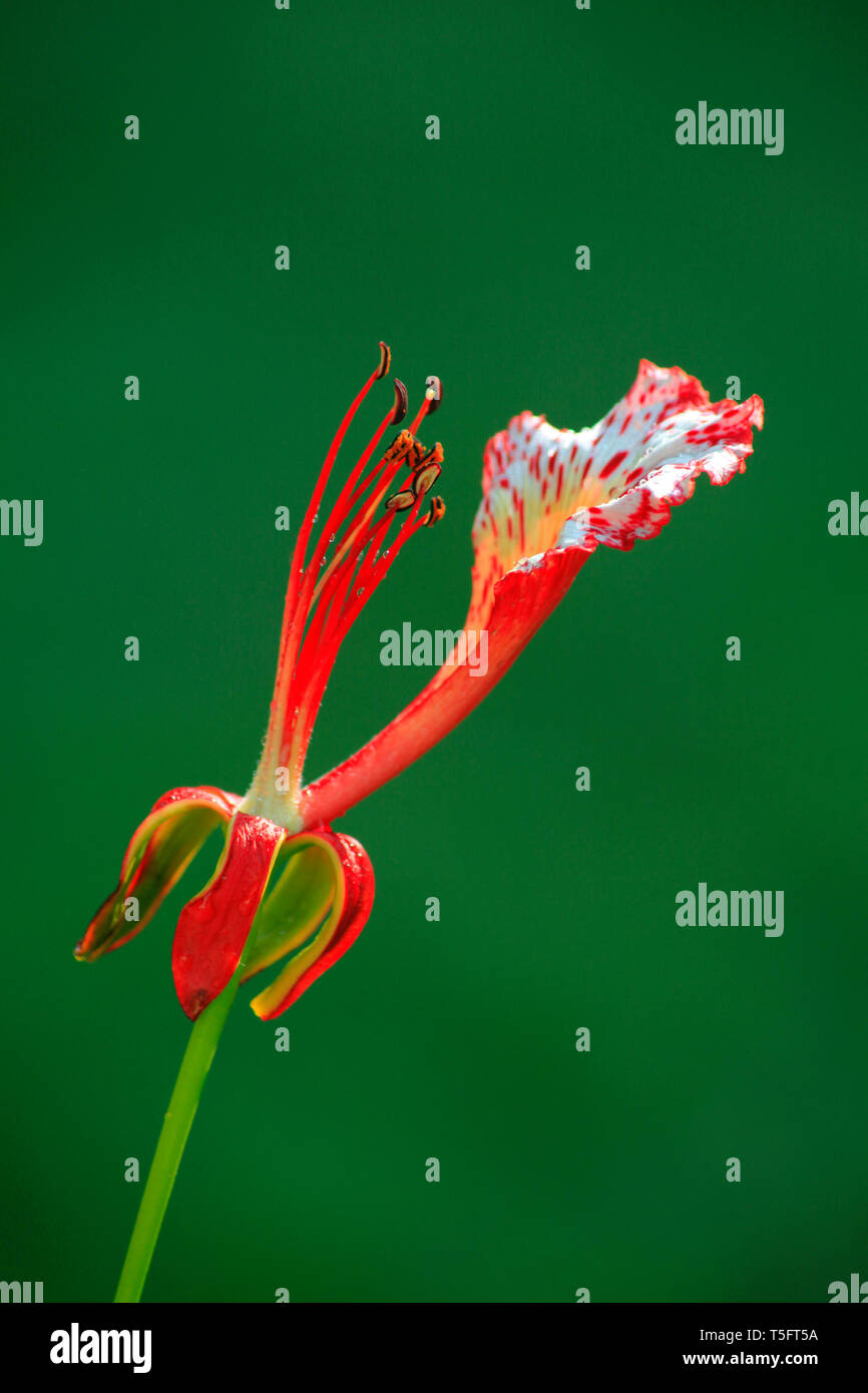 Gulmohar flower, Visakhapatnam, Andhra Pradesh, India, Asia Foto Stock