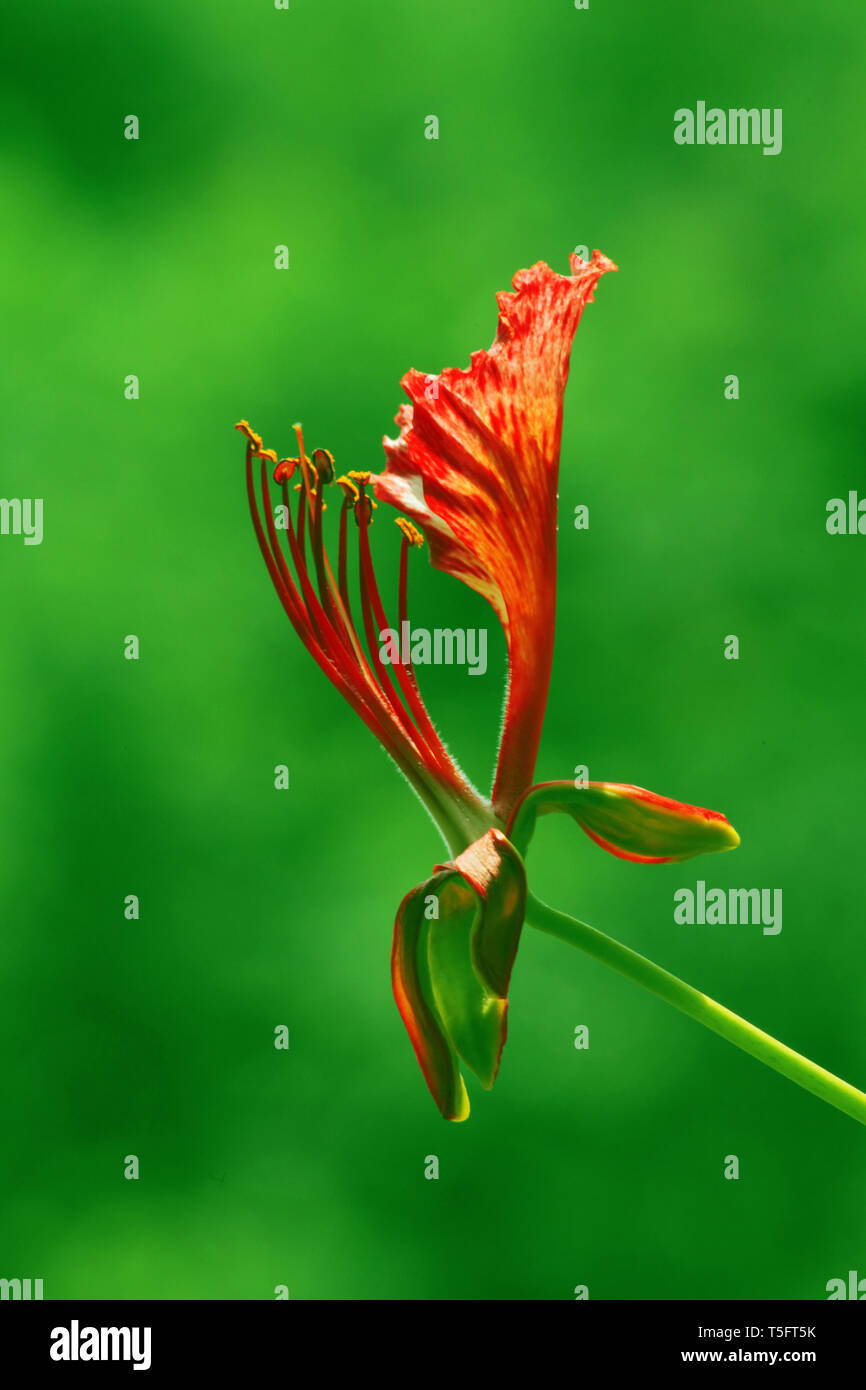 Gulmohar flower, Visakhapatnam, Andhra Pradesh, India, Asia Foto Stock