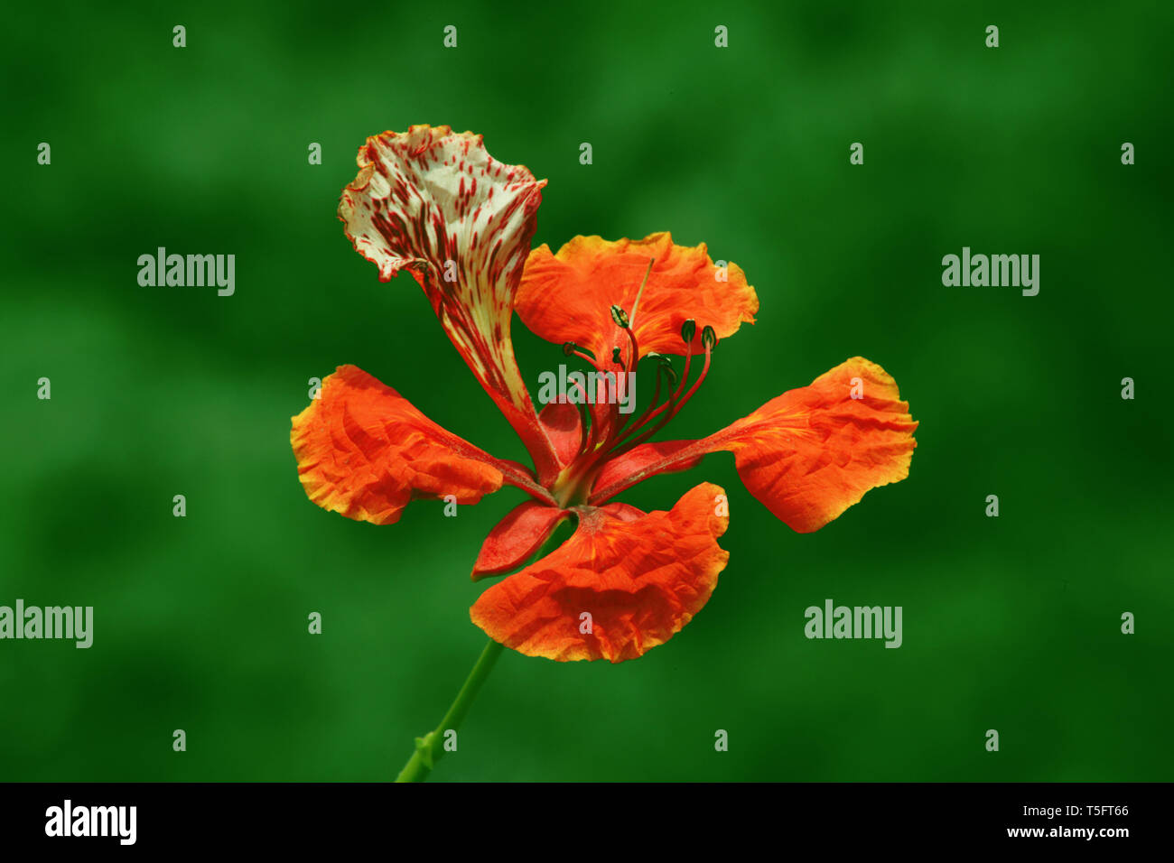 Gulmohar flower, Visakhapatnam, Andhra Pradesh, India, Asia Foto Stock