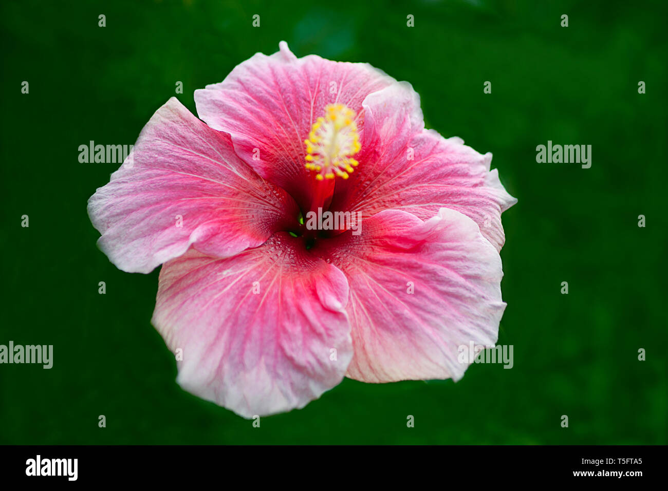 Fiori di ibisco, Visakhapatnam, Andhra Pradesh, India, Asia Foto Stock