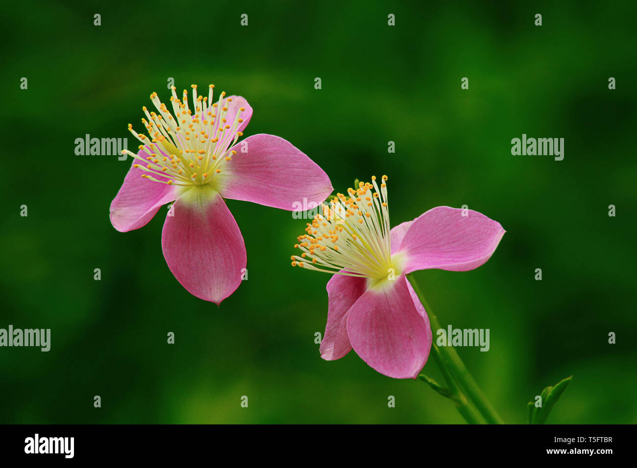 Fiori di colore rosa, araku, Andhra Pradesh, India, Asia Foto Stock
