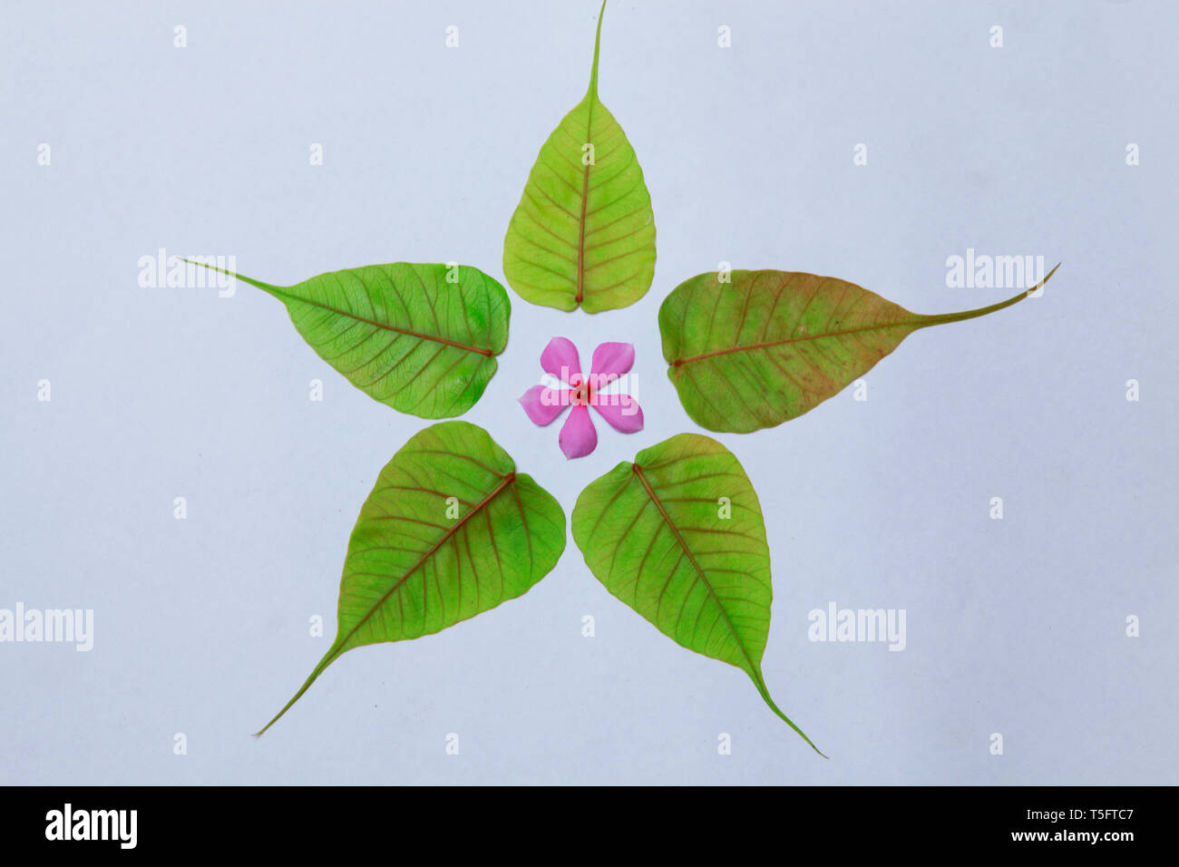 Foglie di peepal & Vinca rosea, Visakhapatnam, Andhra Pradesh, India, Asia Foto Stock