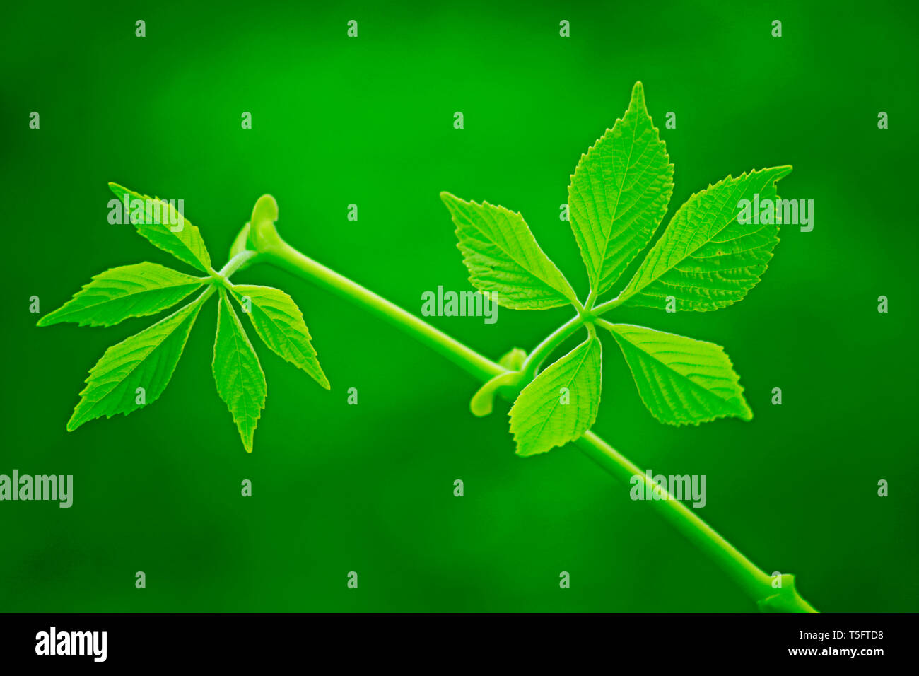 Due foglie verdi, visakhapatnam Andhra Pradesh, India, Asia Foto Stock