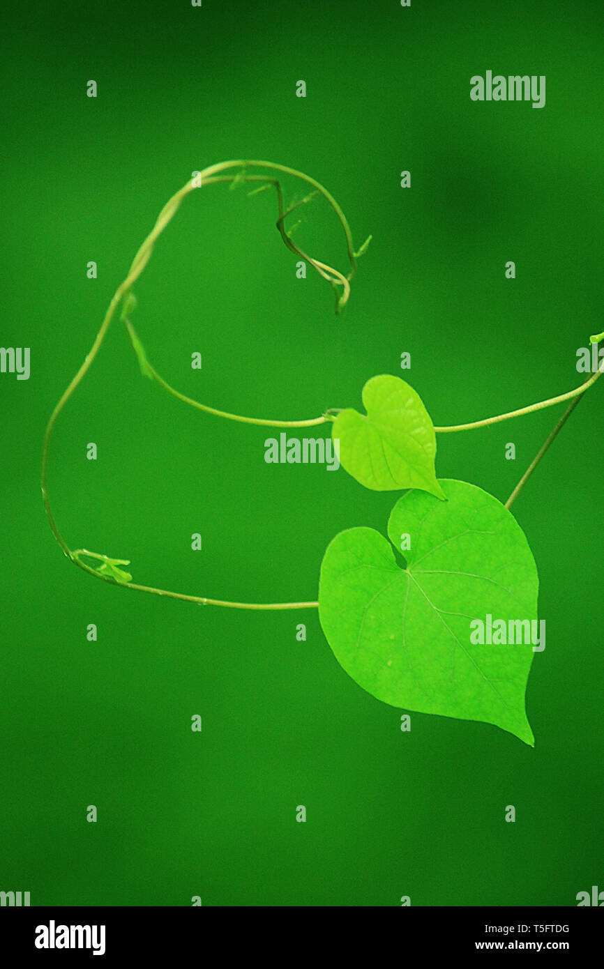 Foglie, araku Andhra Pradesh in India, Asia Foto Stock