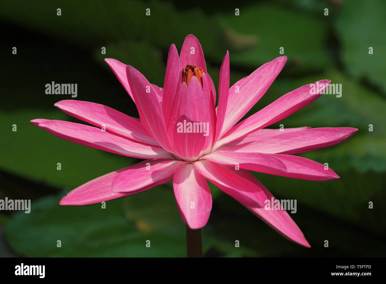 Pink lotus, Visakhapatnam, Andhra Pradesh, India, Asia Foto Stock
