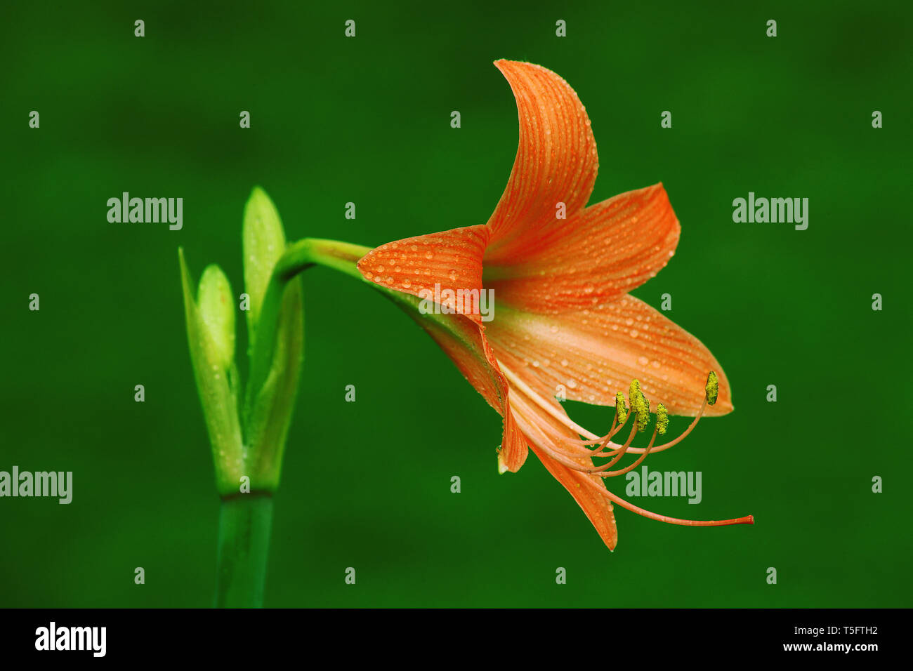 Amaryllis fiori di arancio fiore su sfondo verde fuori fuoco Foto Stock