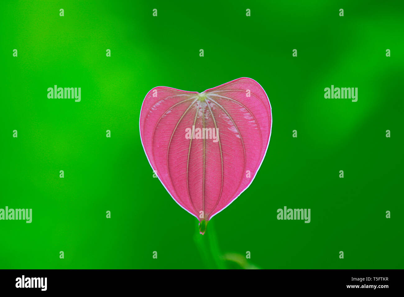 Colore rosa a forma di cuore ad anta, onukudelli, odisha, India, Asia Foto Stock