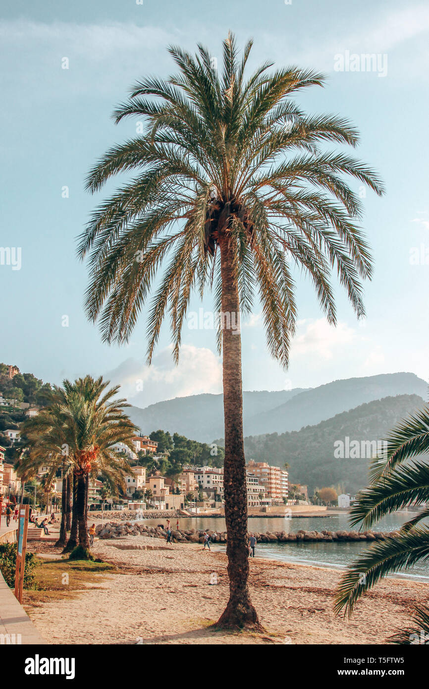 Palm tree a Port de Soller Foto Stock