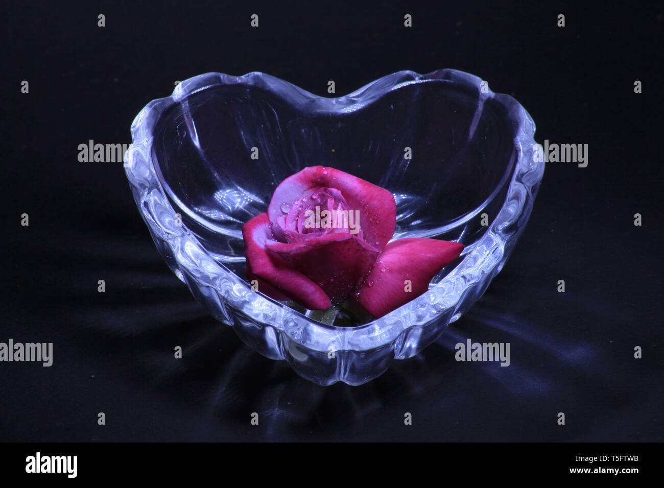 Rosa nel cuore, Visakhapatnam, Andhra Pradesh, India, Asia Foto Stock