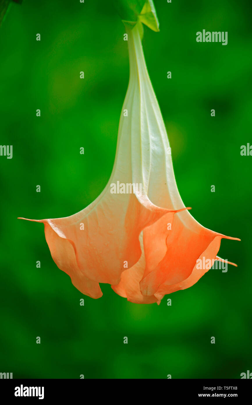 La tromba fiore, sunkarametta, Araku, Andhra Pradesh, India, Asia Foto Stock