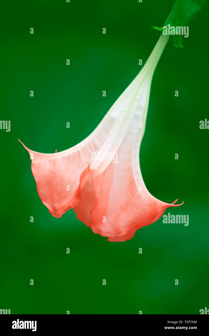 La tromba fiore, sunkarametta, Araku, Andhra Pradesh, India, Asia Foto Stock