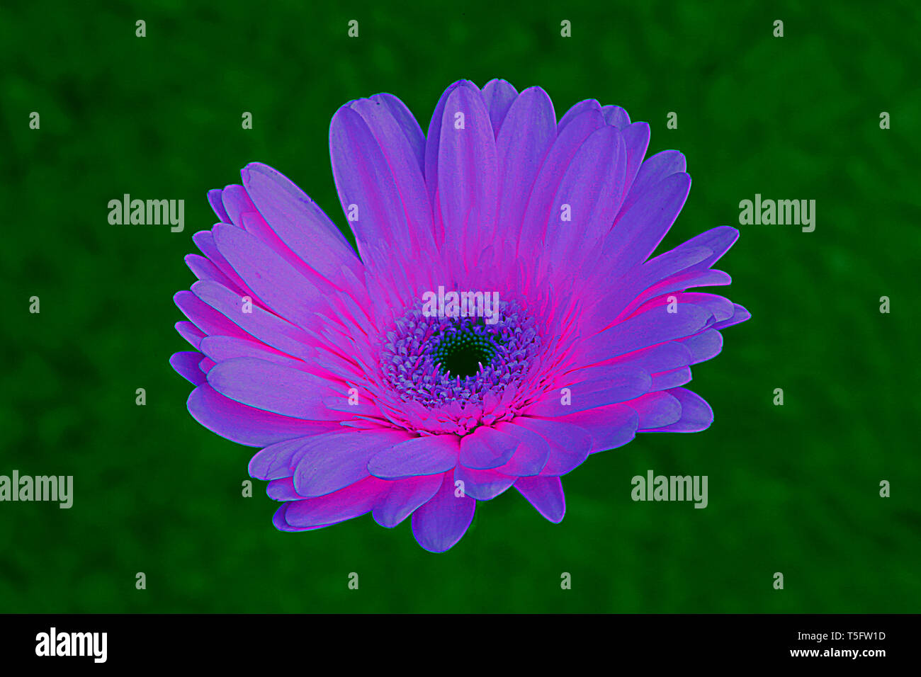 Gerbera jamesonii fiore, Visakhapatnam, Andhra Pradesh, India, Asia Foto Stock