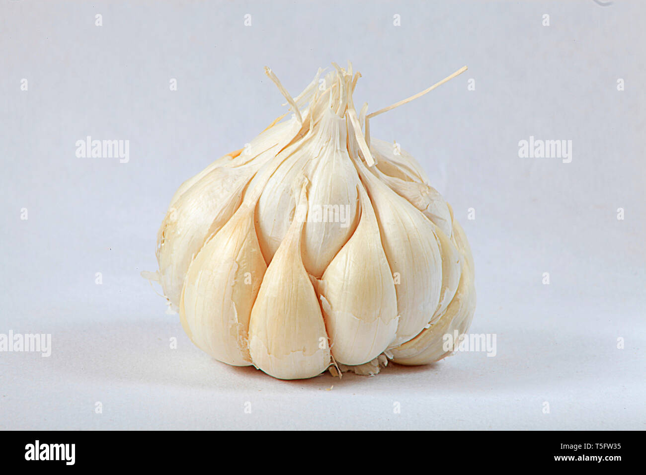 Aglio con sfondo bianco Foto Stock