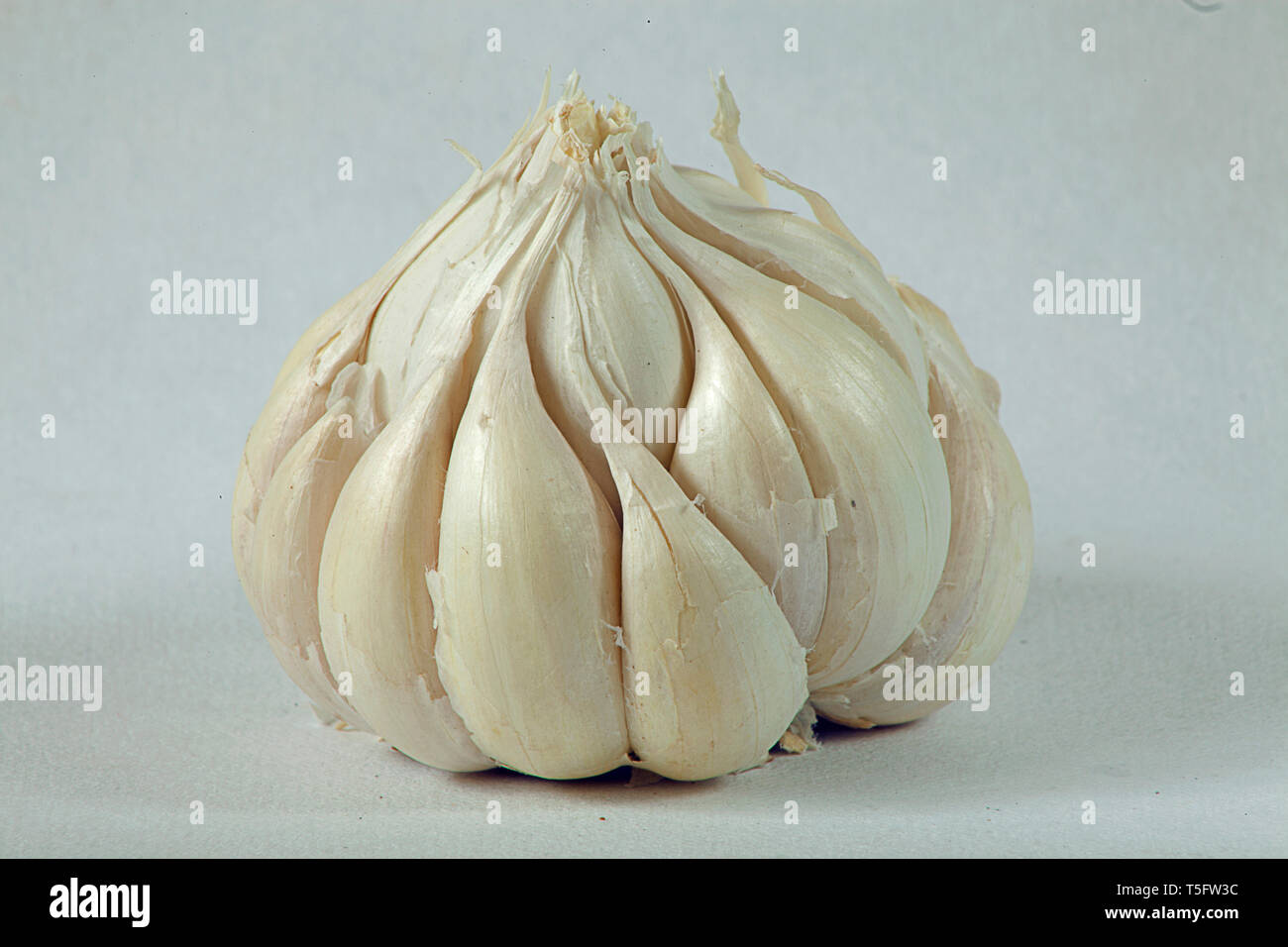 Aglio con sfondo bianco Foto Stock