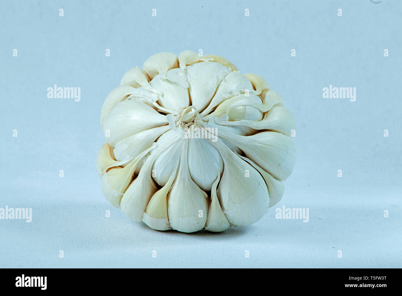 Aglio con sfondo bianco Foto Stock