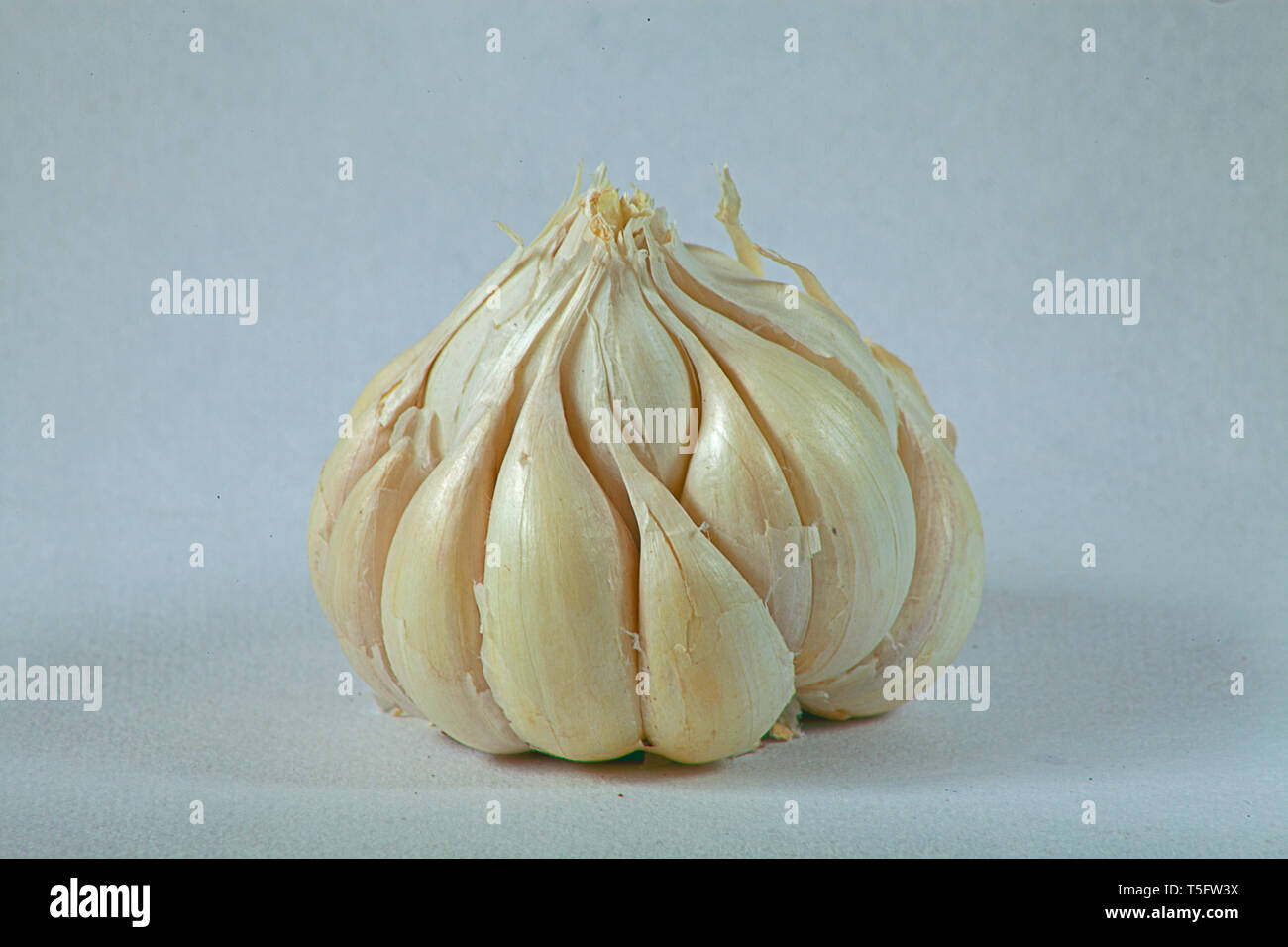 Aglio con sfondo bianco Foto Stock