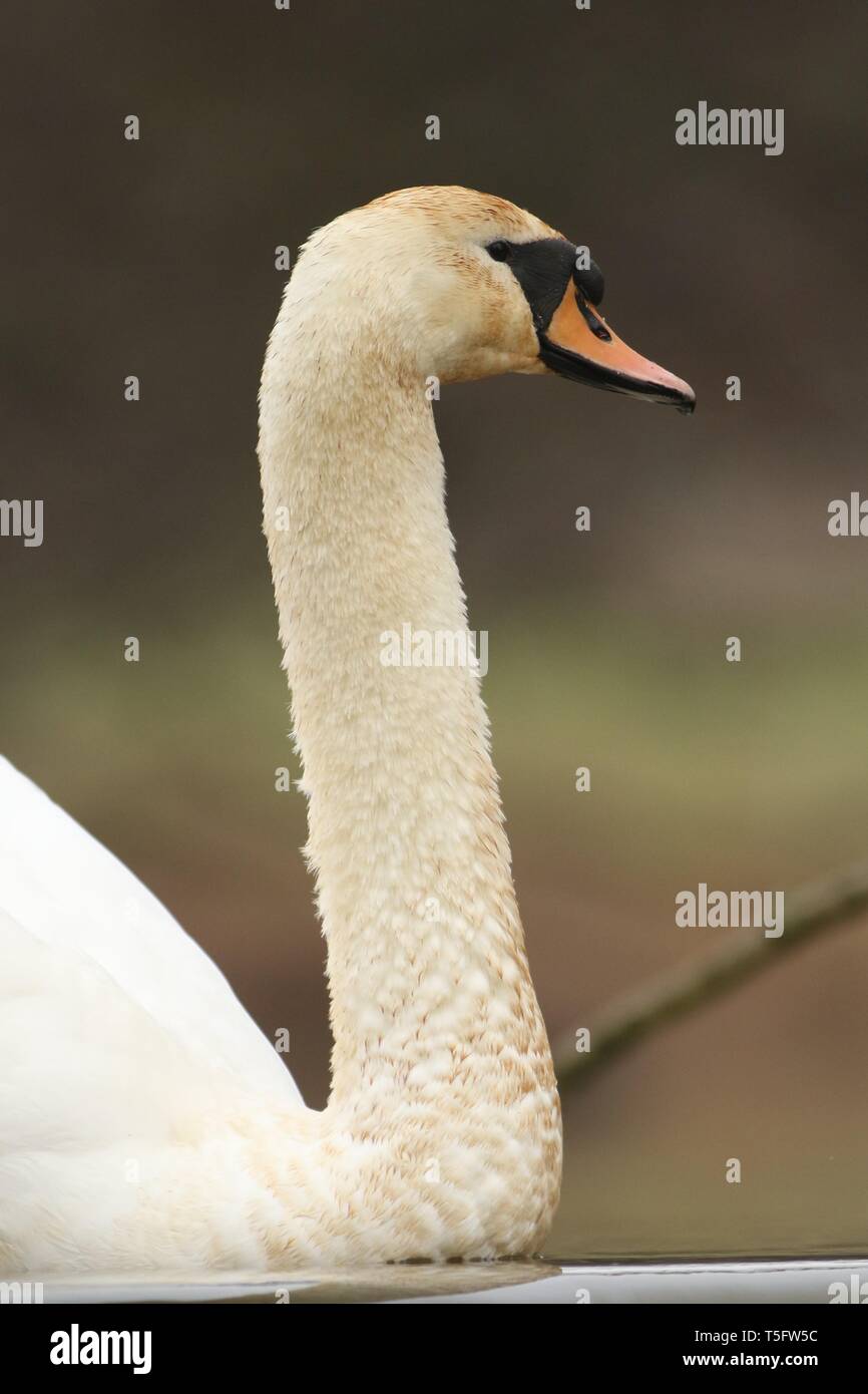 Ritratto di adulto Cigno (Cygnus olor) scivola lungo un ancora, lago invernale. Midlands, Regno Unito, dicembre 2018 Foto Stock