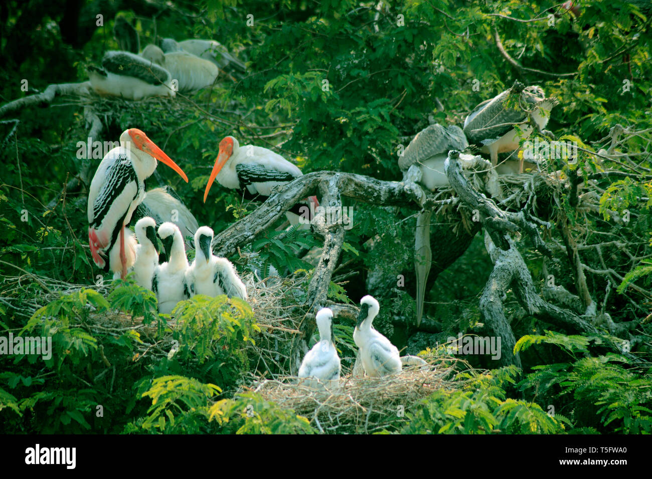 Dipinto di Stork uccelli, tekkali, Andhra Pradesh, India, Asia Foto Stock