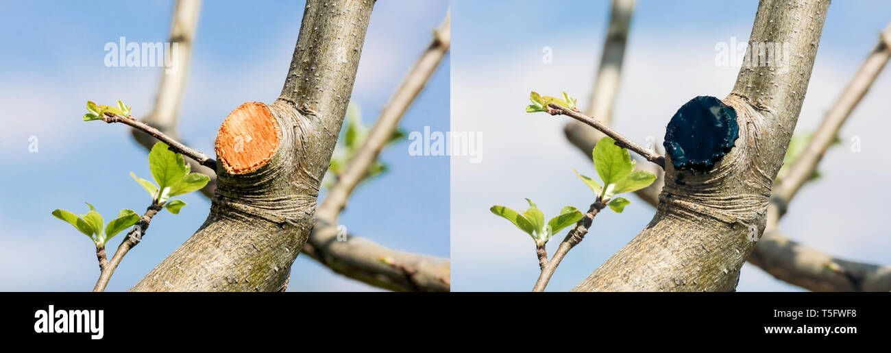 Il trattamento di un ramo di albero per migliorare la guarigione e pest infestazione prevenzione Foto Stock