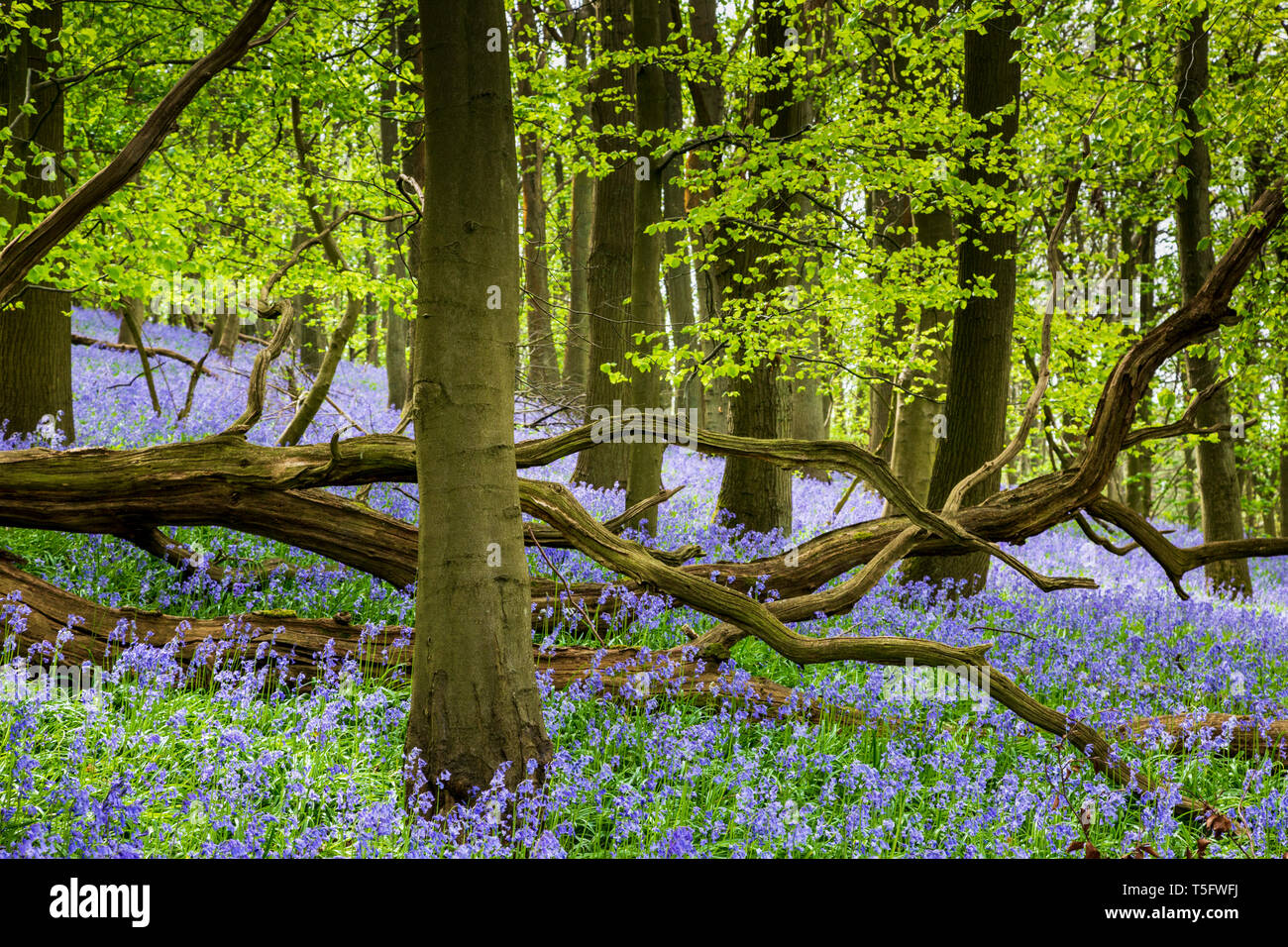 I bluebells primaverili in un legno inglese, Gloucestershire, Inghilterra Foto Stock