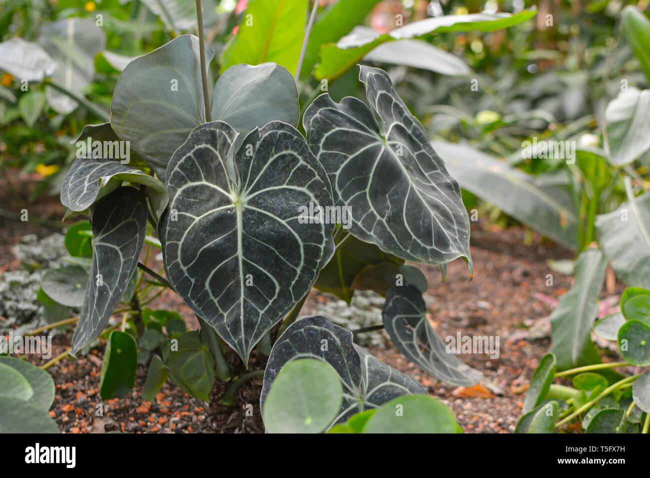 Grande Anthurium tropicale Clarinervium pianta con ovali, profondamente-lobate foglie con vena biancastro che formano un bellissimo modello di pizzo Foto Stock