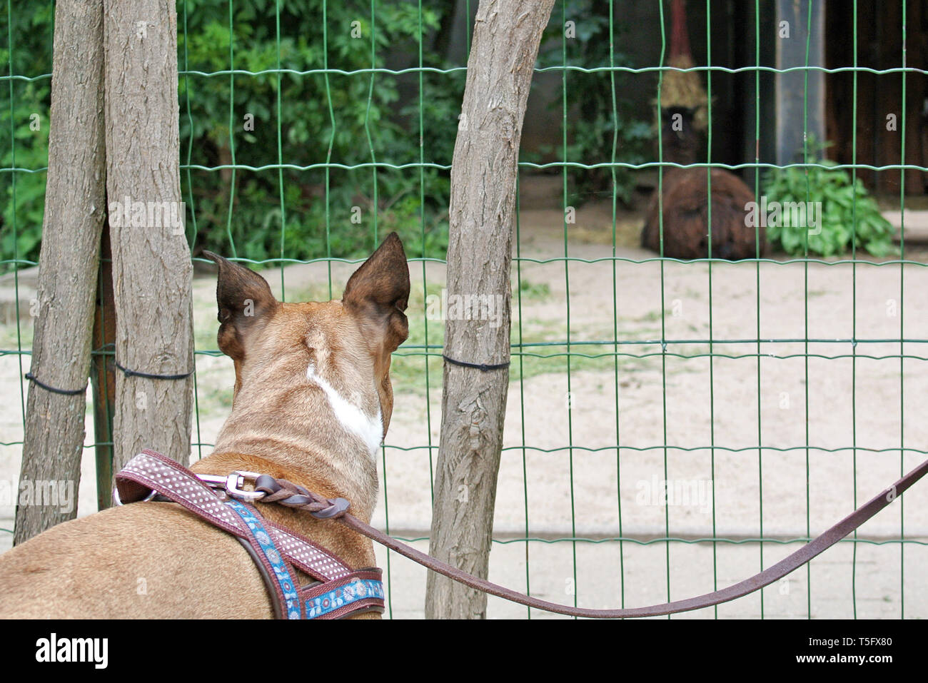 Parte posteriore della testa di un curioso brown bulldog francese cane al guinzaglio osservare animali allo zoo attraverso la recinzione Foto Stock