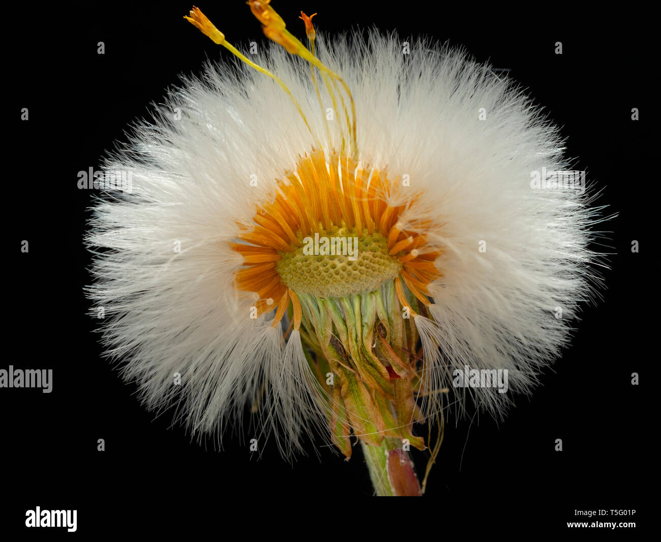 Coltsfoot Tussilago farfara teste di seme Foto Stock