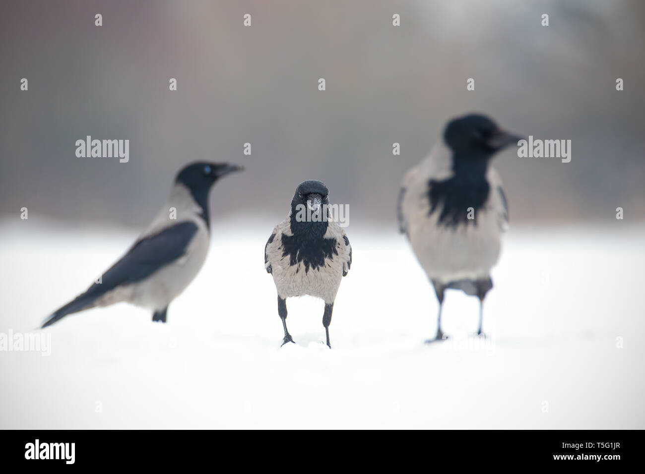 Tre cornacchie grige, corvus cornix, seduti sulla neve. Foto Stock
