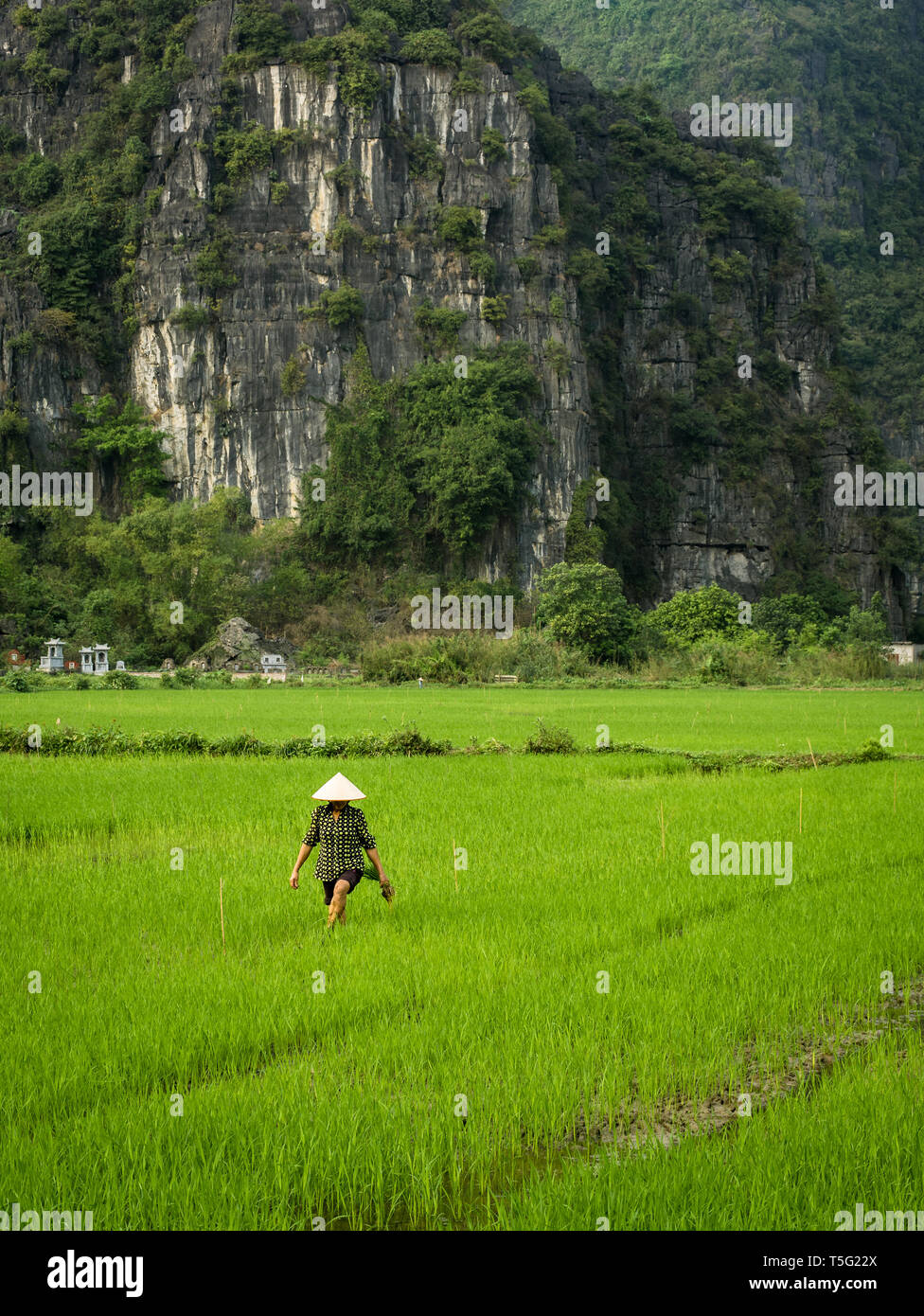Riso femmina contadino con tradizionale cappello conico in un verde vibrante umido campo di riso con saliscendi carsici in background e Tam Coc, Ninh Binh, Vietnam Foto Stock