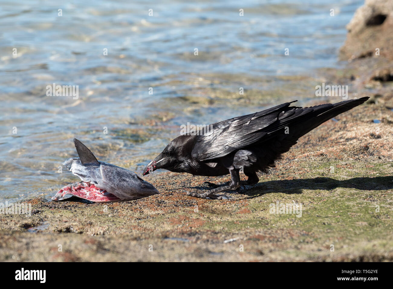 Raven mangiare una testa di pesce, Espiritu Santo Isola, Baja California Sur, Messico. Foto Stock