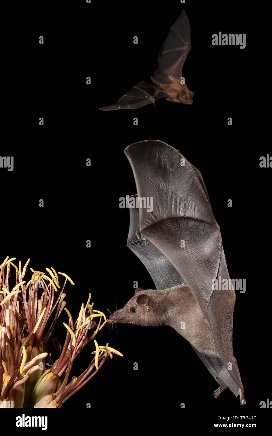 Nord America; Stati Uniti; Arizona; Widlife; Notte; Nectar-alimentatore; minore a becco lungo Bat; Leptonycteris curasoae; minor corto-Bat naso; Cynopteru Foto Stock