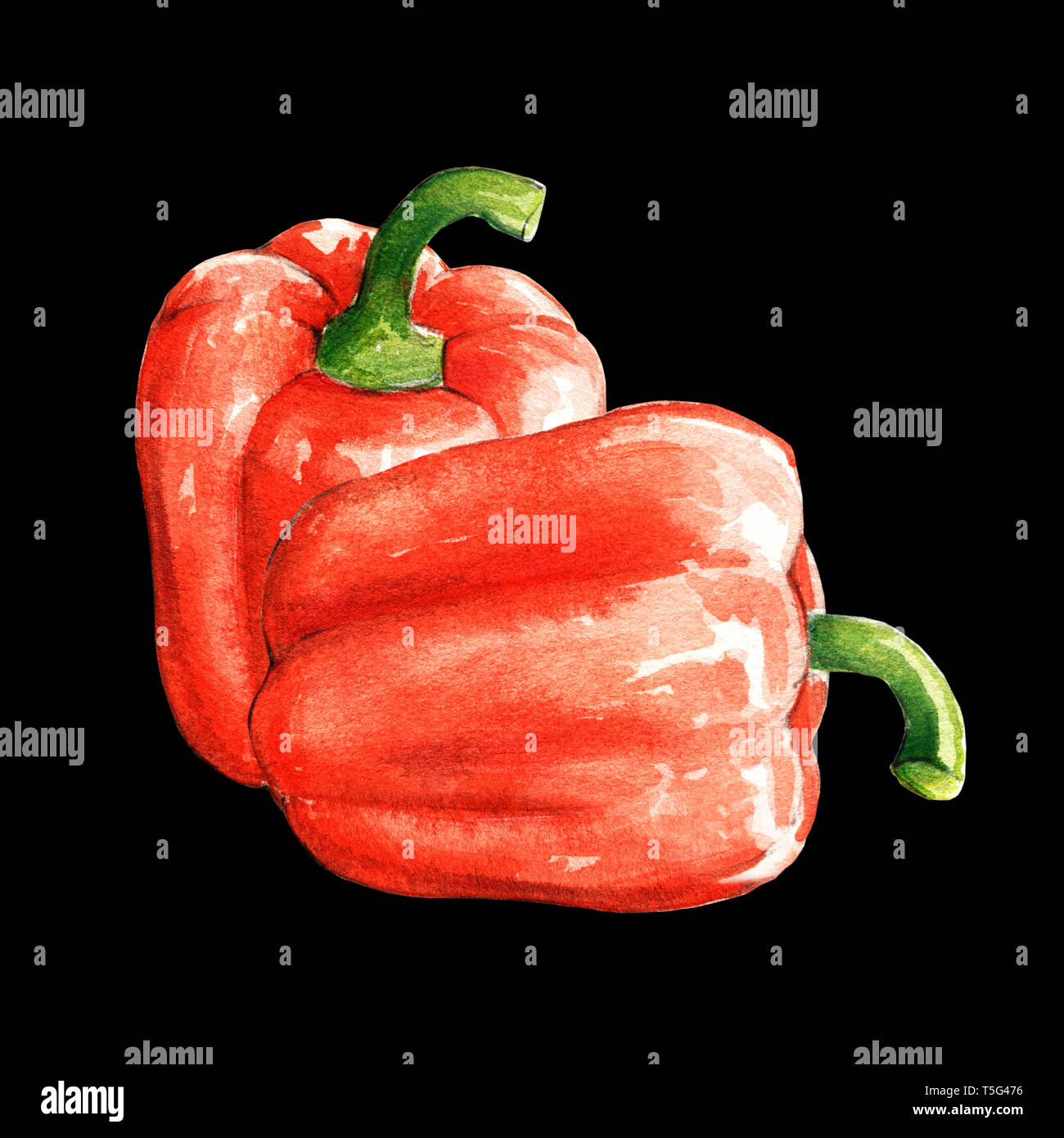 Peperone rosso illustrazione ad acquerello su sfondo nero Foto Stock