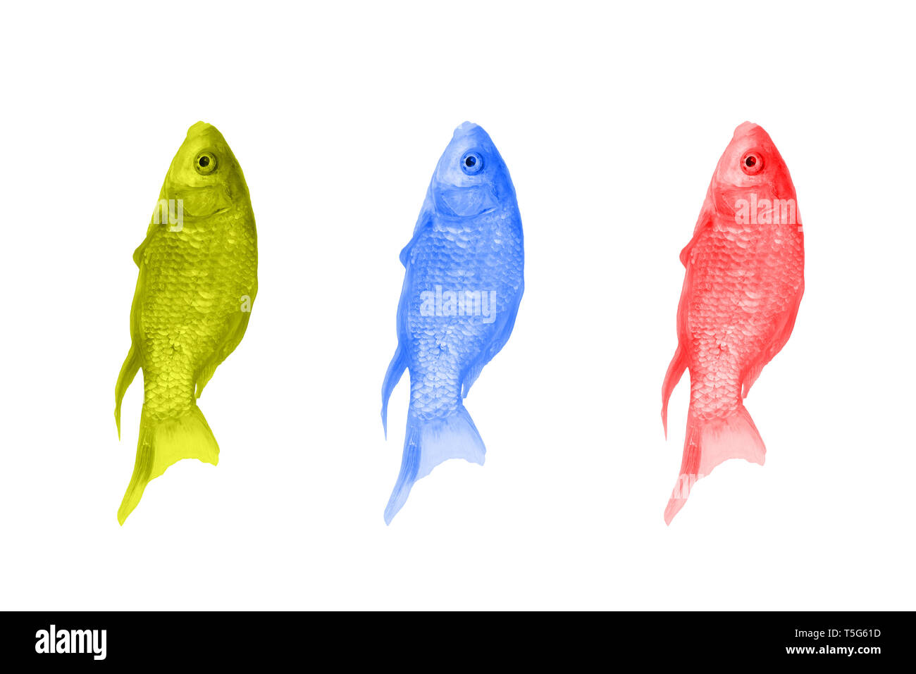 Pesci di diversi colori su uno sfondo bianco. Il rosso, il verde e il blu pesce disposti in una fila. Pop art design Foto Stock