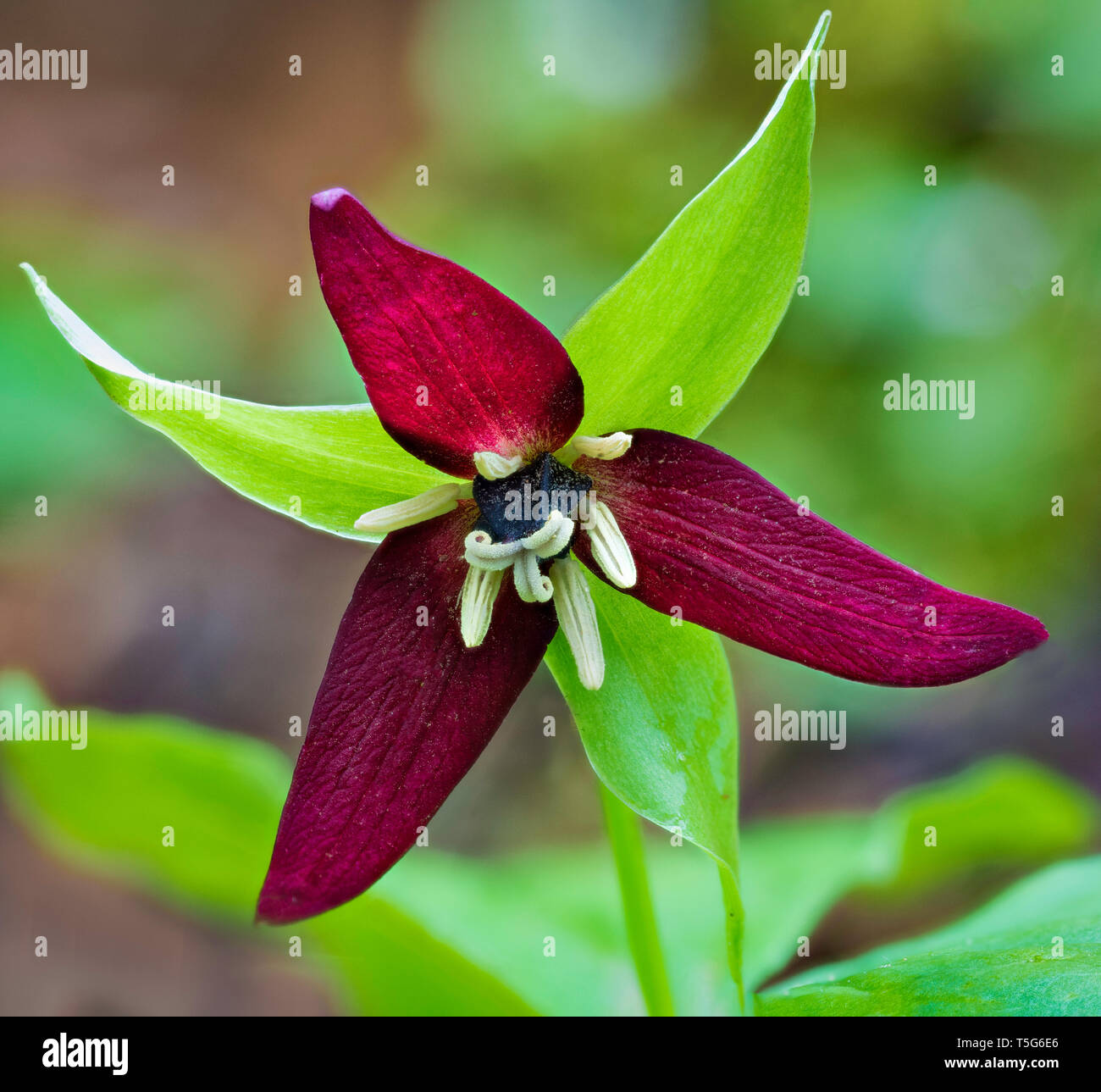 Rosso del sud (trillium Trillium erectum) nella metà di aprile in Joyce Kilmer Memorial foresta in western North Carolina. Foto Stock
