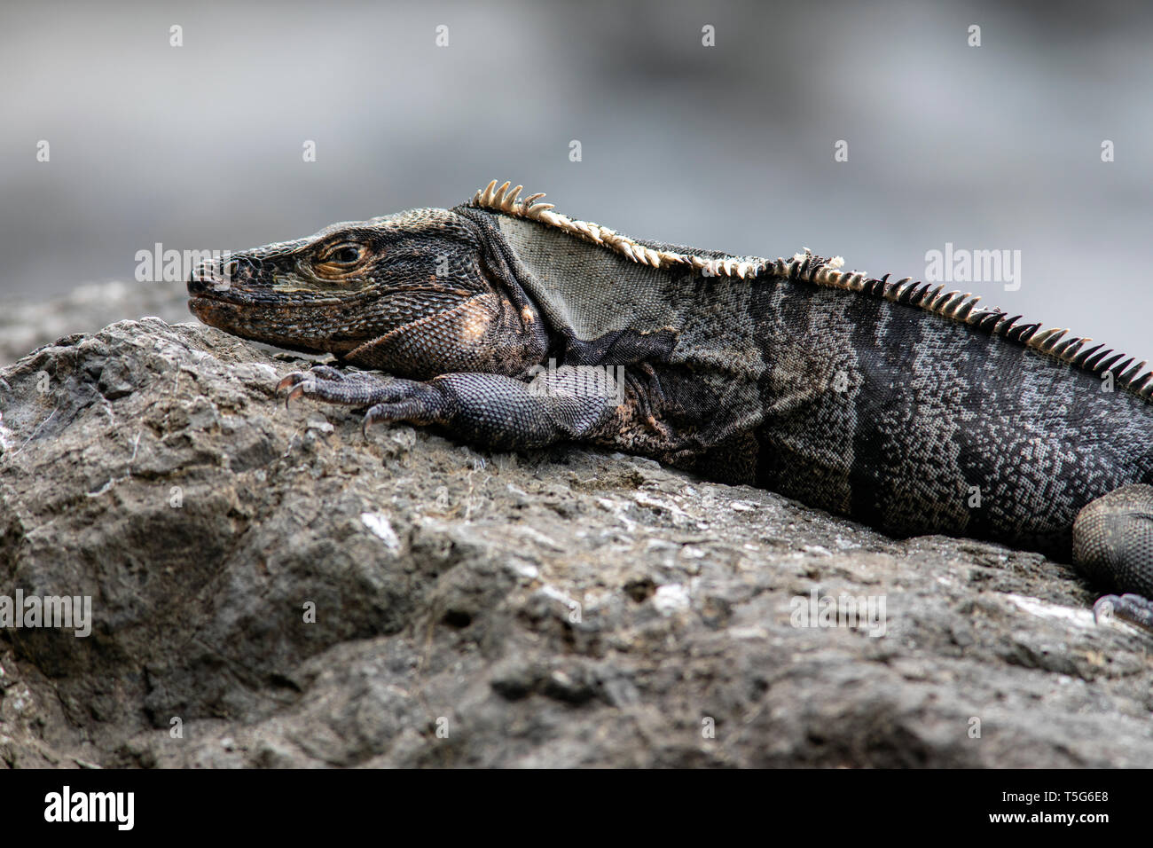 Spinosa nero-tailed iguana (Ctenosaura similis) - Playas Gemelas Beach, Manuel Antonio National Park - Quepos, Costa Rica Foto Stock