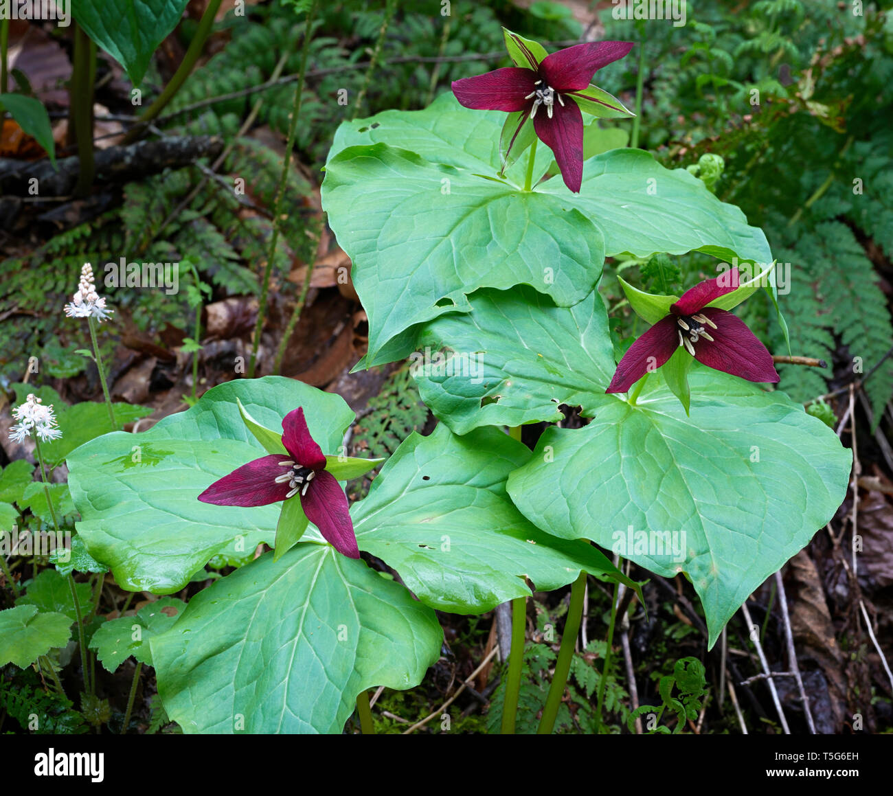 Rosso del sud (trilliums Trillium erectum) e fiori di schiuma (Tiarella cordifolia) nella metà di aprile in Joyce Kilmer Memorial foresta nel Nord occidentale auto Foto Stock