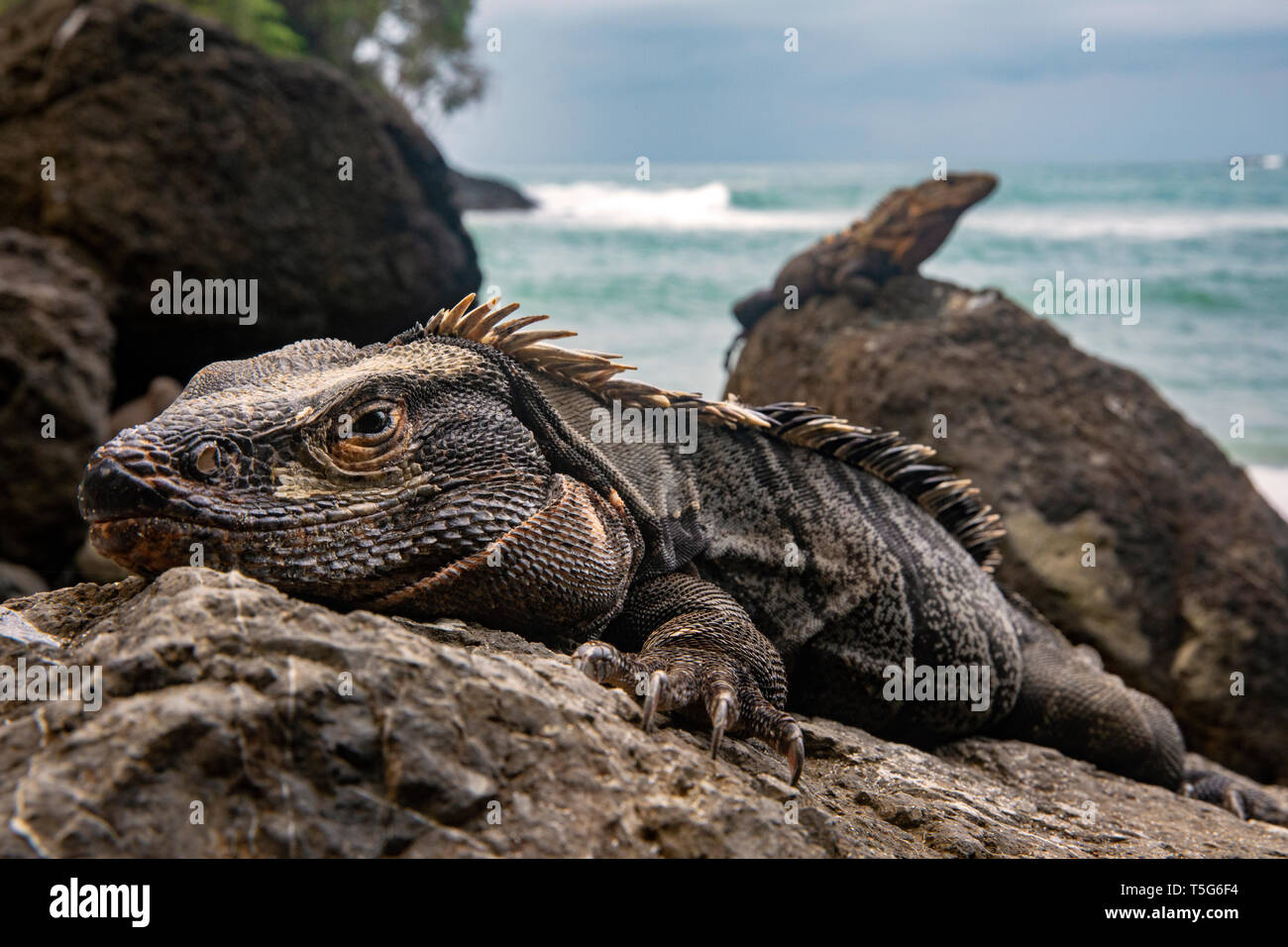 Spinosa nero-tailed iguana (Ctenosaura similis) - Playas Gemelas Beach, Manuel Antonio National Park - Quepos, Costa Rica Foto Stock