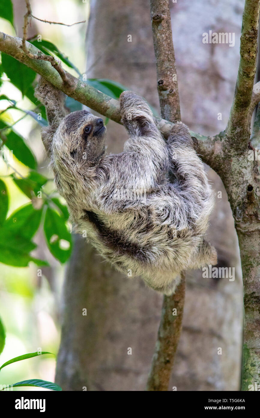 I capretti marrone-throated sloth (Bradypus variegatus) o il bradipo - Manuel Antonio National Park - Quepos, Costa Rica Foto Stock