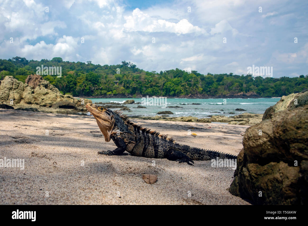 Spinosa nero-tailed iguana (Ctenosaura similis) - Playa Manuel Antonio Manuel Antonio National Park - Quepos, Costa Rica Foto Stock