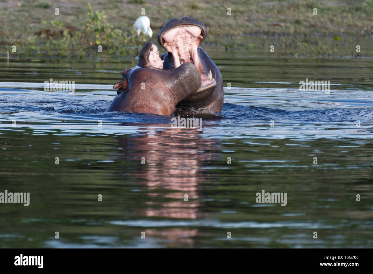 Primo piano di due hippos, Hippopotamus amphibius, combattendo ogni altra con bocche aperte in acqua Foto Stock