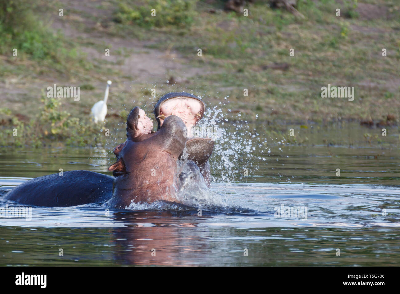 Primo piano di due hippos, Hippopotamus amphibius, combattendo ogni altra con bocche aperte in acqua Foto Stock