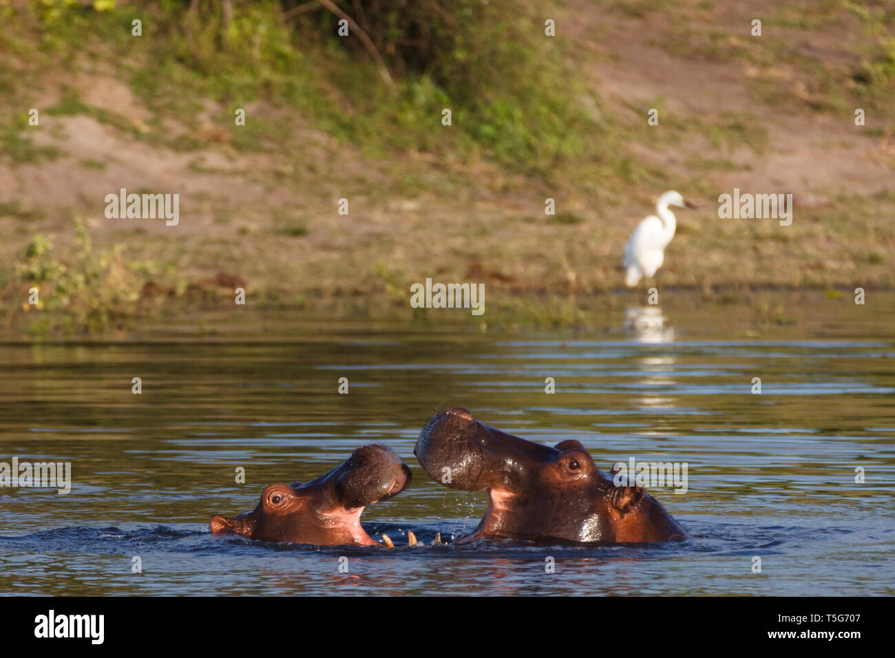Primo piano di due hippos, Hippopotamus amphibius, affacciati con bocche aperte in acqua Foto Stock
