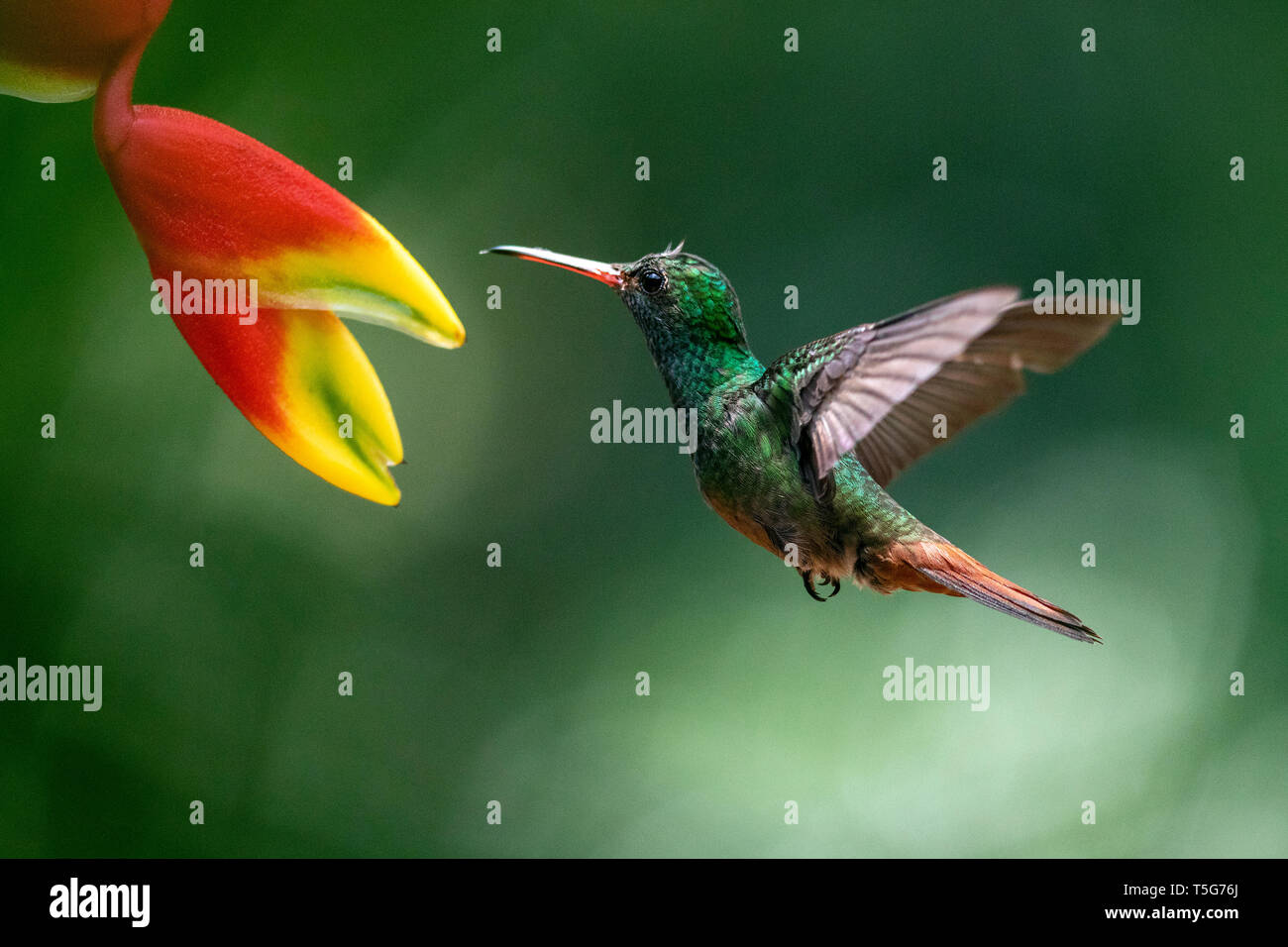 Rufous-tailed hummingbird (Amazilia tzacatl) in volo - La Laguna del Lagarto Eco-Lodge, Boca Tapada, Costa Rica Foto Stock