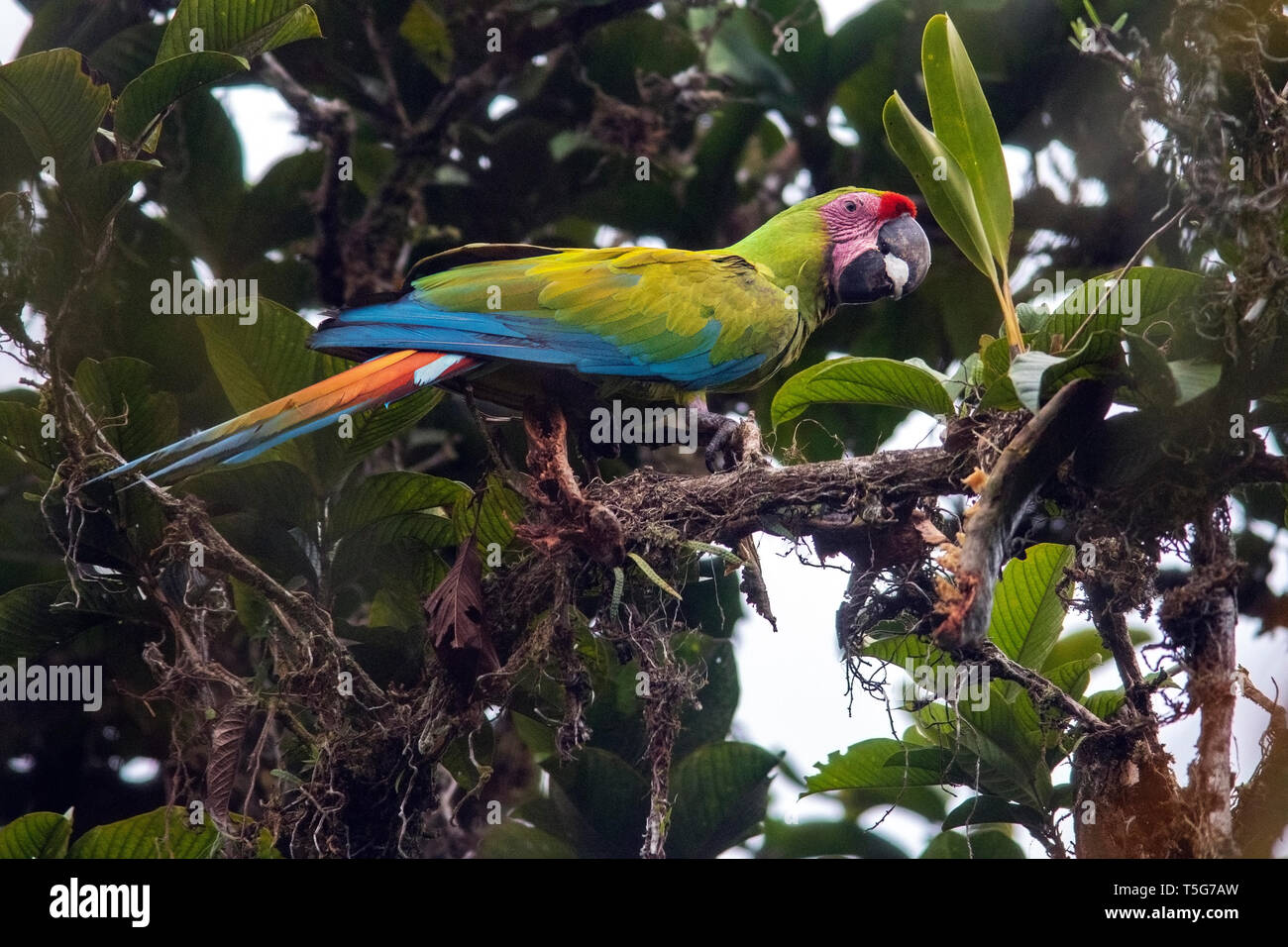 Grande green macaw (Ara ambiguus) - La Laguna del Lagarto Eco-Lodge, Boca Tapada, Costa Rica Foto Stock