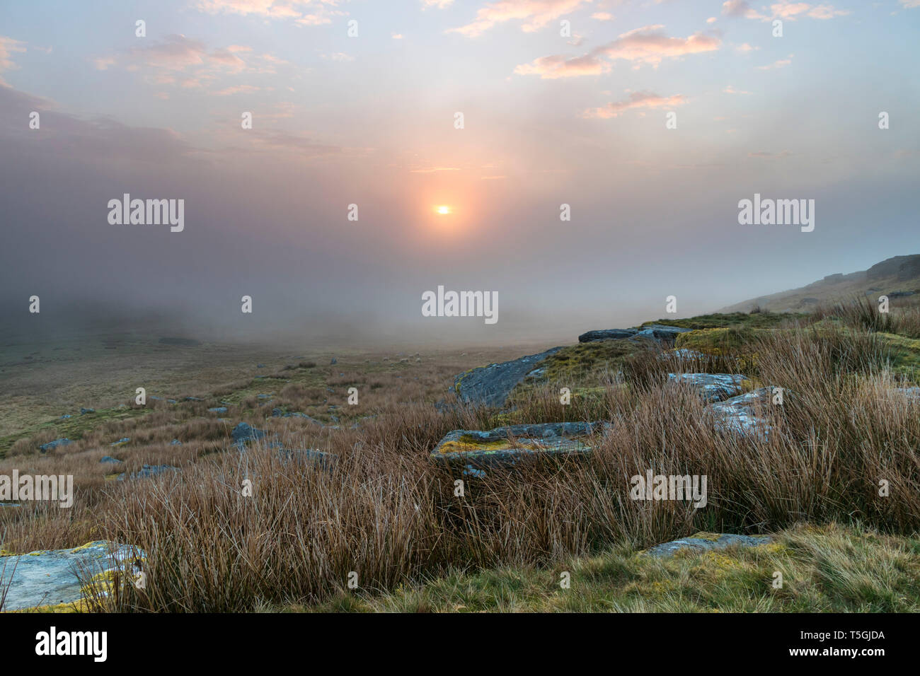 Teesdale, County Durham, Regno Unito. Giovedì 25 Aprile 2019. Regno Unito Meteo. Era una fredda e nebbiosa di iniziare la giornata come il tempo diventa più instabile in Inghilterra settentrionale. La previsione è per le docce a diffondersi in dal sud come la mattina progredisce, tuttavia non vi è una possibilità di sunny magie in questo pomeriggio . Credito: David Forster/Alamy Live News Foto Stock