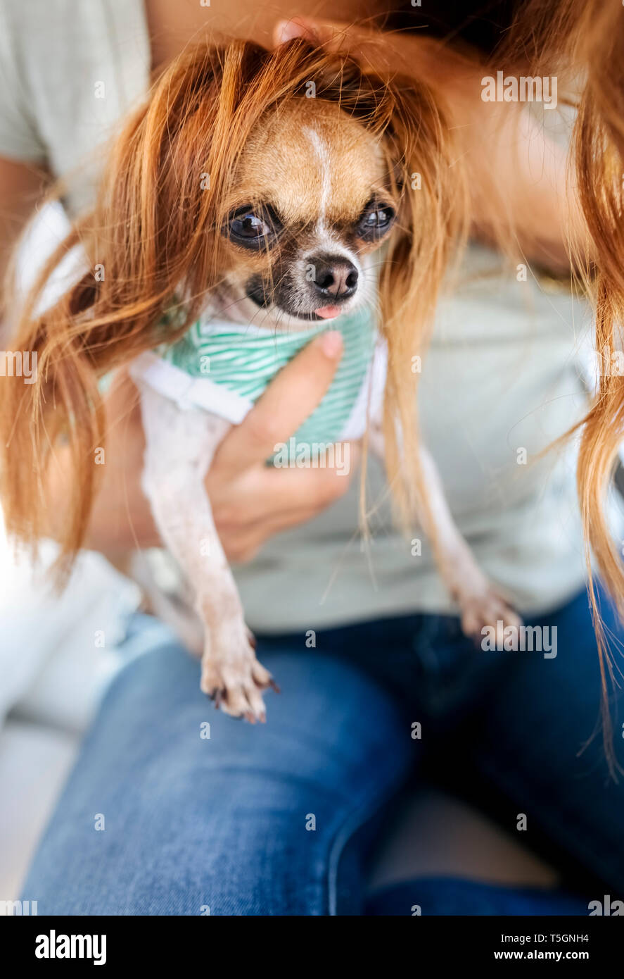 Ritratto di Chihuahua cucciolo con con il proprietario di capelli come una parrucca Foto Stock