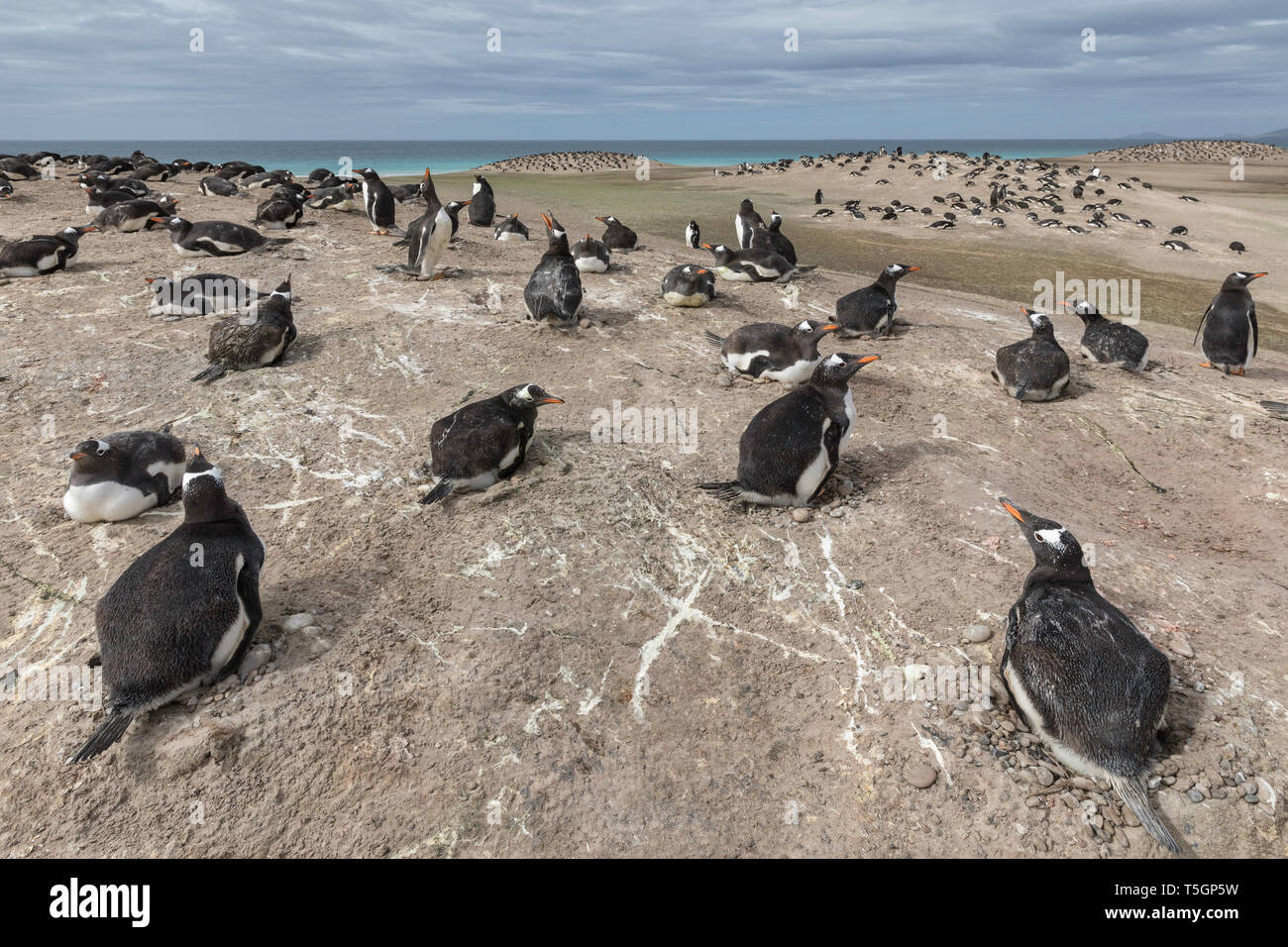 Gentoo colonia di pinguini Foto Stock