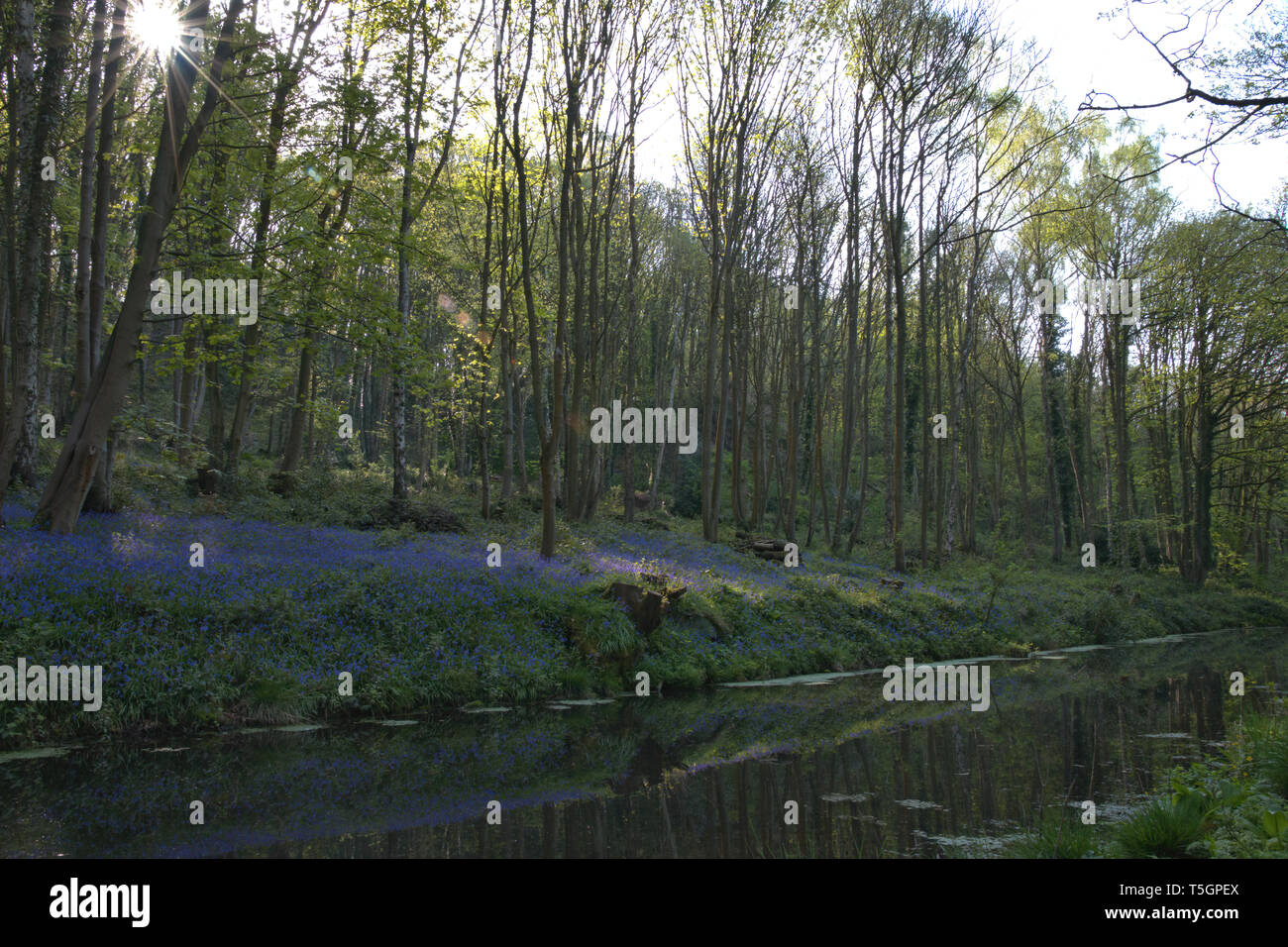 Blue Bells a Cromford canal Foto Stock