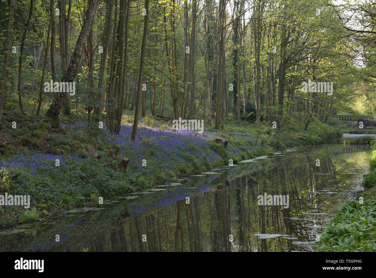 Blue Bells a Cromford canal Foto Stock