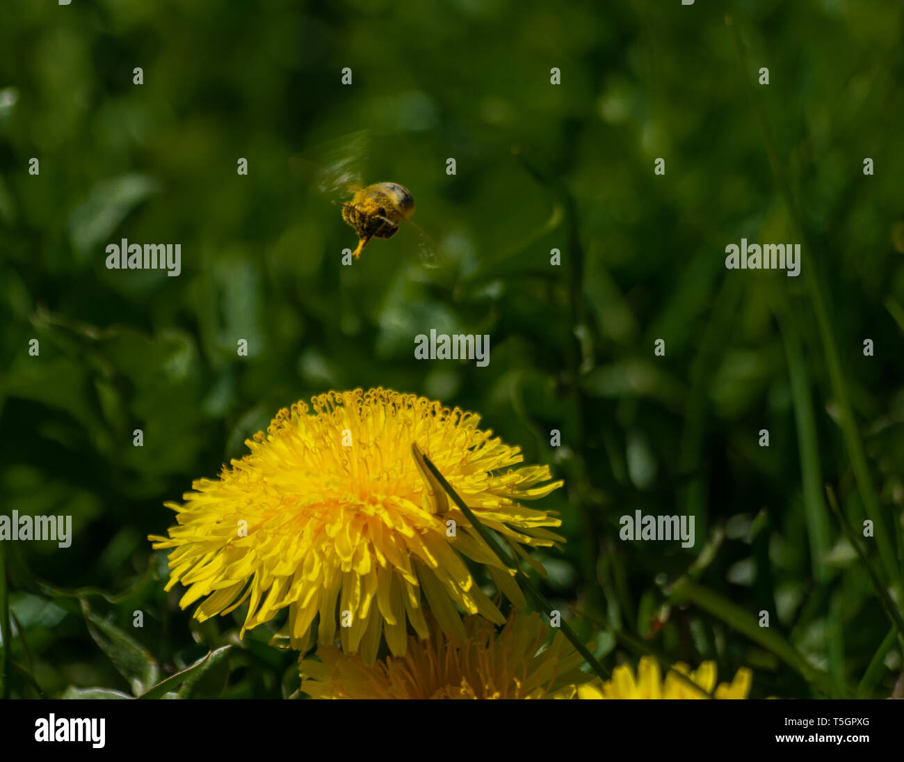 Western honey bee partendo da un fiore di dente di leone Foto Stock